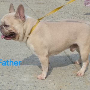 dad